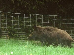 Grillage forestier en rouleau de 50 m