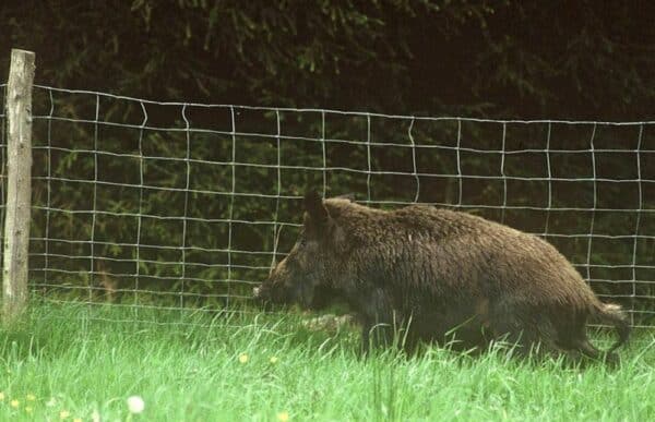 Grillage forestier en rouleau de 50 m – Image 1
